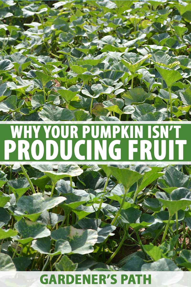 5 Reasons Why Your Pumpkin Isn’t Producing Fruit