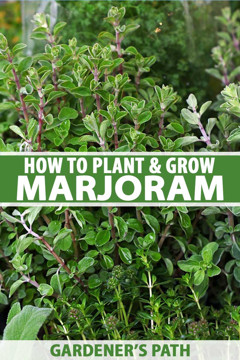 How to Plant and Grow Marjoram in Your Herb Garden