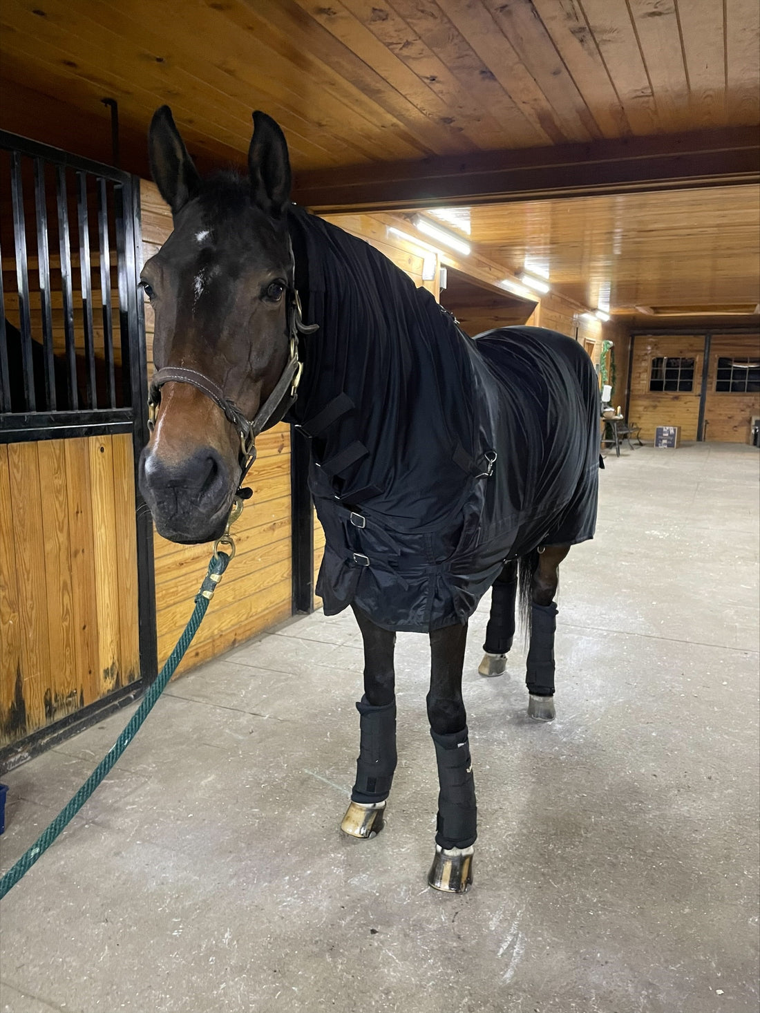SmartPak Monday Morning Feed: Duncan’s Therapy Routine (aka “The Full Franchi”)
