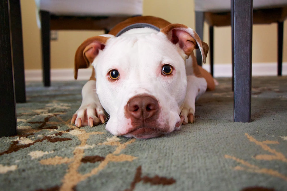 6 Tips for Keeping Your Apartment Clean With Dogs