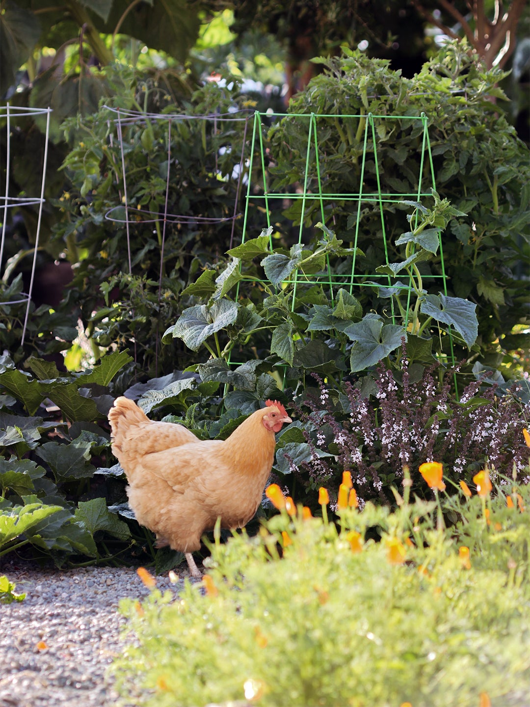 Soaring Sunflowers and a Fast-Growing Pumpkin Patch Turned This Front Yard Into a Destination