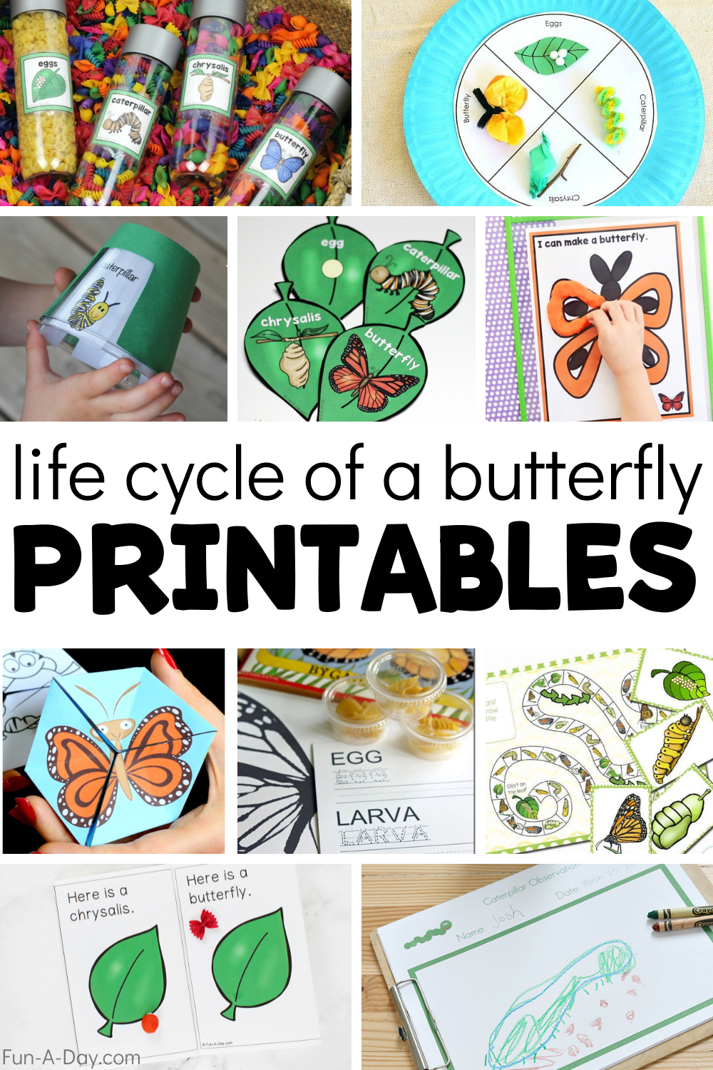 15 Free Life Cycle of a Butterfly Printables